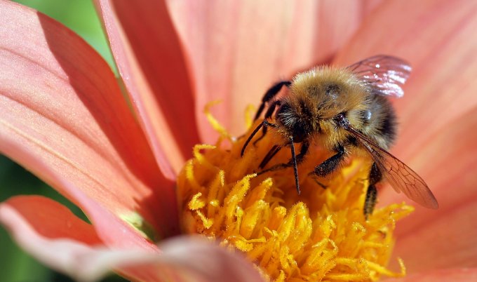 Dostępność pyłku pszczelego
